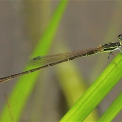 Unidentified Insect at Gibberagee, NSW - 18 Dec 2011 by Bungybird