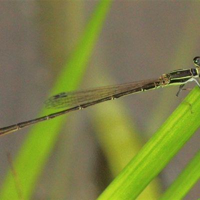 Unidentified Insect at Gibberagee, NSW - 18 Dec 2011 by Bungybird