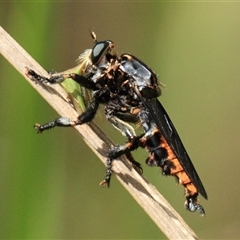 Blepharotes sp. (genus) at Gibberagee, NSW - 16 Dec 2011 by Bungybird