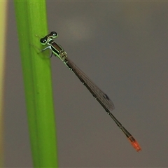 Unidentified Insect at Gibberagee, NSW - 15 Dec 2011 by Bungybird