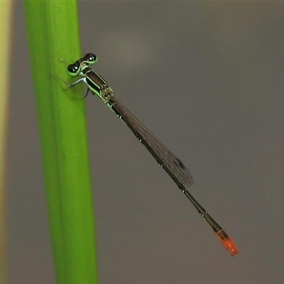 Agriocnemis pygmaea (Pygmy wisp) at Gibberagee, NSW - 16 Dec 2011 by Bungybird