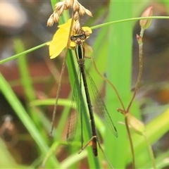 Unidentified Insect at Gibberagee, NSW - 15 Dec 2011 by Bungybird