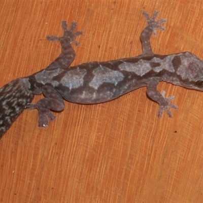 Amalosia robusta (Robust Velvet Gecko) at Gibberagee, NSW - 16 Dec 2011 by Bungybird