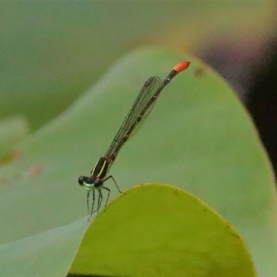 Argiocnemis rubescens (Red-tipped Shadefly) at Gibberagee, NSW - 26 Jan 2022 by Bungybird