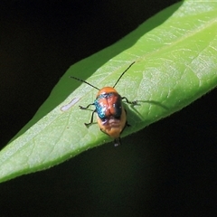 Aporocera (Aporocera) iridipennis (A case bearing leaf beetle) at Gibberagee, NSW - 30 Jan 2015 by Bungybird