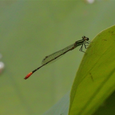 Argiocnemis rubescens (Red-tipped Shadefly) at Gibberagee, NSW - 27 Jan 2022 by Bungybird