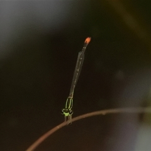 Argiocnemis rubescens at Gibberagee, NSW - 28 Jan 2022 03:38 AM