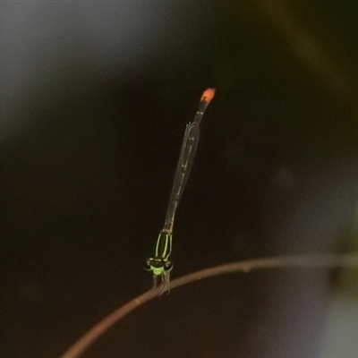 Argiocnemis rubescens (Red-tipped Shadefly) at Gibberagee, NSW - 28 Jan 2022 by Bungybird