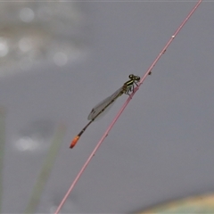 Argiocnemis rubescens (Red-tipped Shadefly) at Gibberagee, NSW - 28 Jan 2022 by Bungybird