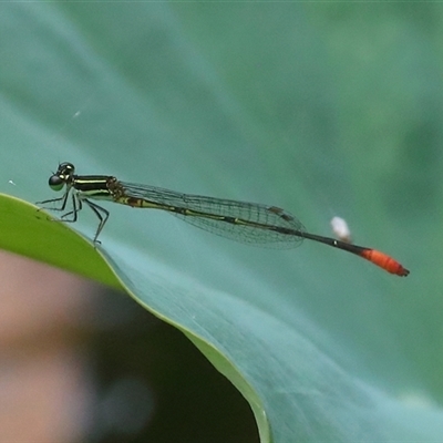 Argiocnemis rubescens (Red-tipped Shadefly) at Gibberagee, NSW - 29 Jan 2022 by Bungybird