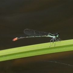 Argiocnemis rubescens (Red-tipped Shadefly) at Gibberagee, NSW - 30 Jan 2022 by Bungybird