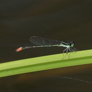 Argiocnemis rubescens at Gibberagee, NSW - 30 Jan 2022 03:36 AM