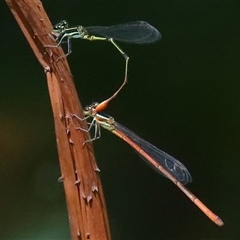 Argiocnemis rubescens (Red-tipped Shadefly) at Gibberagee, NSW - 30 Jan 2022 by Bungybird