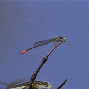 Argiocnemis rubescens at Gibberagee, NSW - 30 Jan 2022 10:37 PM