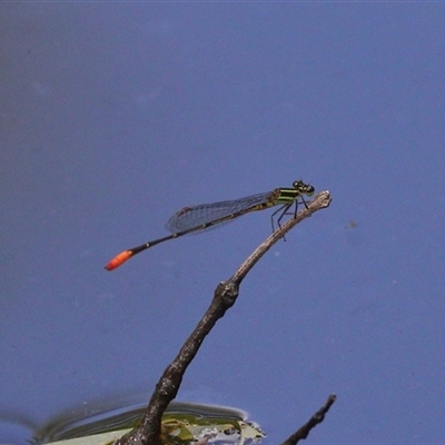 Argiocnemis rubescens (Red-tipped Shadefly) at Gibberagee, NSW - 30 Jan 2022 by Bungybird