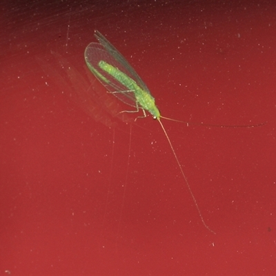 Chrysopidae (family) (Unidentified Green lacewing) at Gibberagee, NSW - 19 Dec 2016 by Bungybird