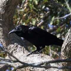 Corvus orru at Gibberagee, NSW - 24 Sep 2015 by Bungybird