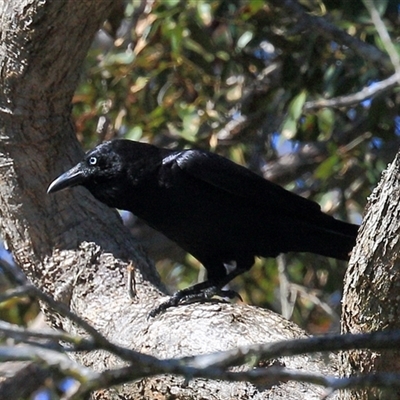 Unidentified Plant at Gibberagee, NSW - 24 Sep 2015 by Bungybird