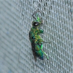 Chrysididae (family) (Cuckoo wasp or Emerald wasp) at Gibberagee, NSW - 21 Dec 2011 by Bungybird