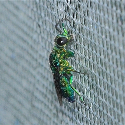 Chrysididae (family) (Cuckoo wasp or Emerald wasp) at Gibberagee, NSW - 21 Dec 2011 by Bungybird