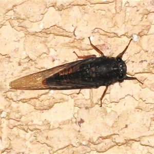 Yoyetta robertsonae (Clicking Ambertail) at Wanniassa, ACT by JohnBundock