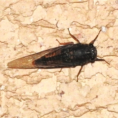 Yoyetta robertsonae (Clicking Ambertail) at Wanniassa, ACT - 26 Nov 2024 by JohnBundock