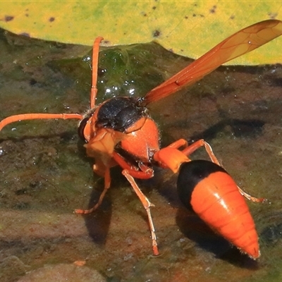 Delta (Genus) (Potter Wasp) at Gibberagee, NSW - 30 Dec 2016 by Bungybird