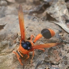 Unidentified Insect at Gibberagee, NSW - 2 Jan 2017 by Bungybird