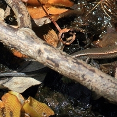 Lampropholis delicata (Delicate Skink) at Gibberagee, NSW - 13 Feb 2015 by Bungybird