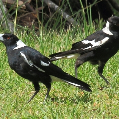 Gymnorhina tibicen (Australian Magpie) at Gibberagee, NSW - 7 Dec 2010 by Bungybird