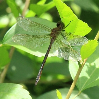 Unidentified Insect at Gibberagee, NSW - 30 Dec 2011 by Bungybird