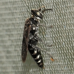 Crabroninae (subfamily) (Unidentified solitary wasp) at Gibberagee, NSW - 27 Dec 2011 by Bungybird