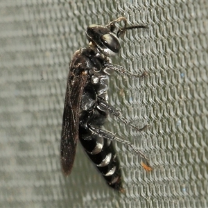 Crabroninae (subfamily) at Gibberagee, NSW - 27 Dec 2011 03:47 AM