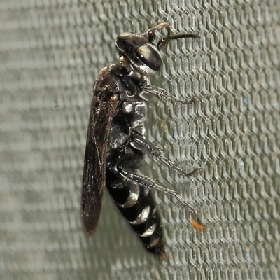 Crabroninae (subfamily) (Unidentified solitary wasp) at Gibberagee, NSW - 27 Dec 2011 by Bungybird