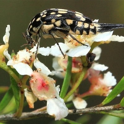 Hoshihananomia sp. (genus) (A pintail beetle) at Gibberagee, NSW - 27 Dec 2011 by Bungybird