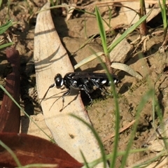 Crabroninae (subfamily) (Unidentified solitary wasp) at Gibberagee, NSW - 16 Dec 2011 by Bungybird