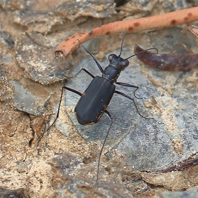 Cicindelidae (Family) (Tiger Beetles) at Gibberagee, NSW - 20 Dec 2016 by Bungybird