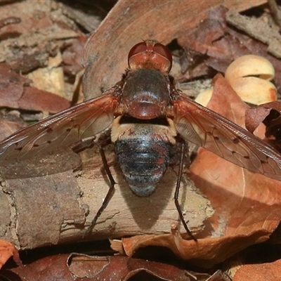 Ligyra (genus) at Bungawalbin, NSW - 25 Dec 2016 by Bungybird