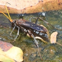 Pompilidae (family) (Unidentified Spider wasp) at Gibberagee, NSW - 2 Jan 2017 by Bungybird