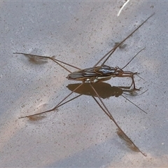 Unidentified Insect at Gibberagee, NSW - 4 Jan 2017 by Bungybird