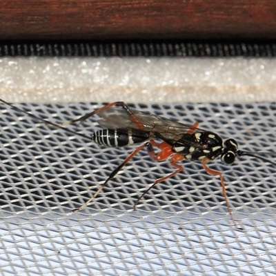 Ichneumonidae (family) (Unidentified ichneumon wasp) at Gibberagee, NSW - 27 Dec 2011 by Bungybird