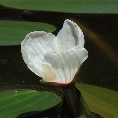 Ottelia ovalifolia subsp. ovalifolia (Swamp Lily) at Gibberagee, NSW - 12 Feb 2015 by Bungybird