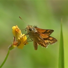 Ocybadistes walkeri at Gibberagee, NSW - 27 Jan 2022 by Bungybird