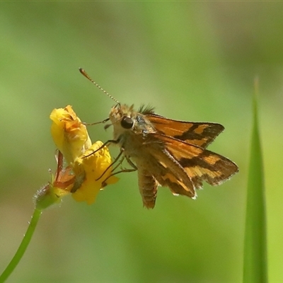 Ocybadistes walkeri at Gibberagee, NSW - 27 Jan 2022 by Bungybird