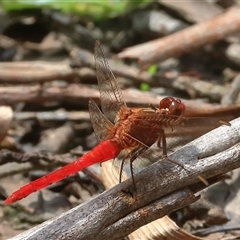 Rhodothemis lieftincki (Red Arrow) at Gibberagee, NSW - 21 Dec 2016 by Bungybird