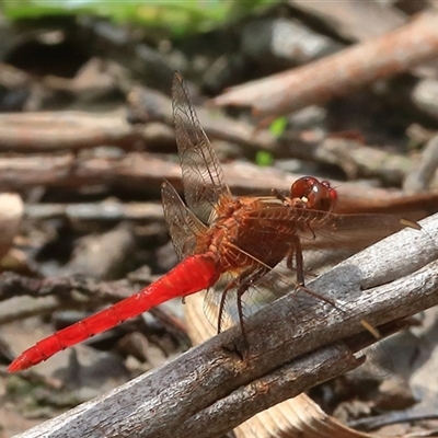 Rhodothemis lieftincki (Red Arrow) at Gibberagee, NSW - 21 Dec 2016 by Bungybird