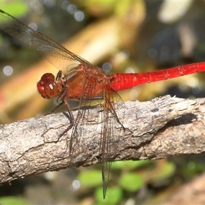Rhodothemis lieftincki at Gibberagee, NSW - 20 Dec 2016 09:00 PM