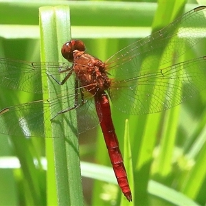 Rhodothemis lieftincki at Gibberagee, NSW - 30 Dec 2016 10:44 PM