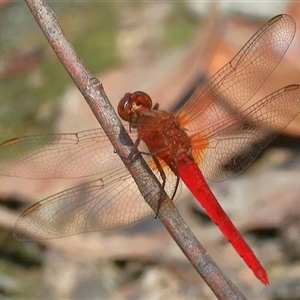 Rhodothemis lieftincki at Gibberagee, NSW - 31 Dec 2016 09:46 PM