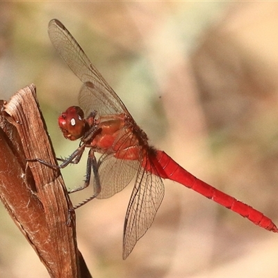 Unidentified Insect at Gibberagee, NSW - 31 Dec 2016 by Bungybird